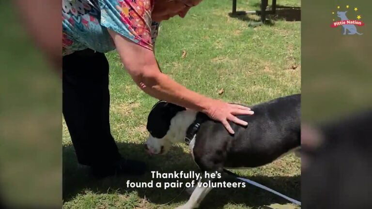 Arkansas Dog Loves Kids And Other Dogs, Yet One Thing Keeps Standing Between Him And A Family