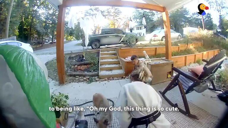 South Carolina Woman Notices A Mysterious Animal Outside Her House, Then Sees It Do Something Unexpected