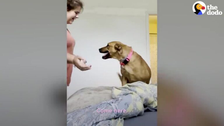 New York Couple Takes Home A Dog Who Hides In Her Crate, Unaware Of The Special Role She’ll One Day Play