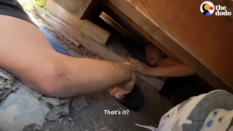 Terrified Texas Mother Dog Hides Her Puppies Under A House, And Rescuers Face An Unexpected Challenge