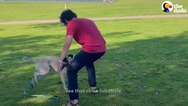 California Man Approaches A Traumatized Dog He Once Saved, Unsure If The Pup Will Recognize Him