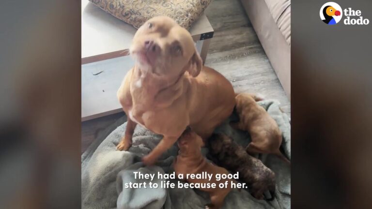 California Dog Has Fostered Nearly 200 Babies, But Her Reaction To Six Tiny Pit Bulls Will Melt Your Heart