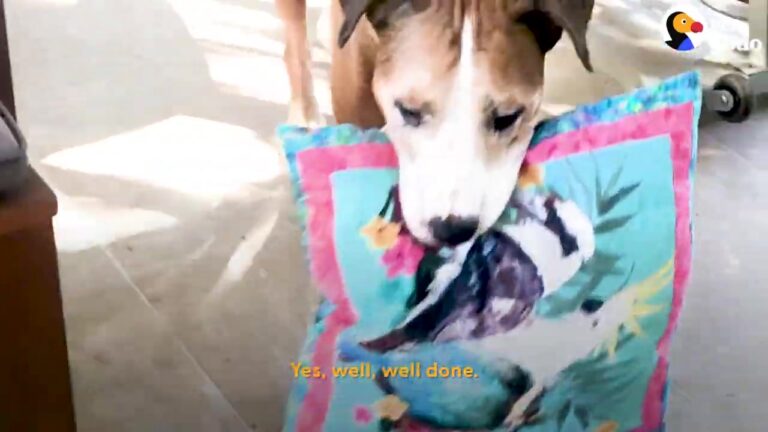 California Dog Was Too Terrified To Walk Down His Own Hallway Until One Strange Habit Changed Everything