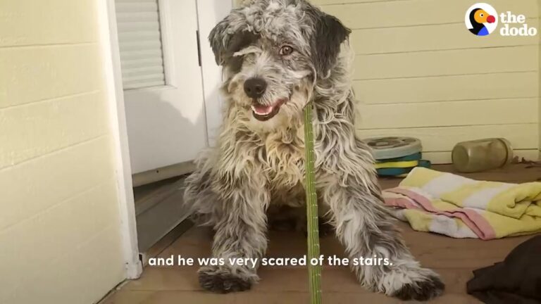 Ohio Dog Lived Outside Without Love, But One Gentle Yard Moment Leaves His Rescuer In Tears