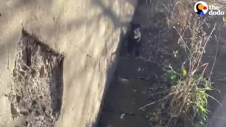 Dumped Puppies Slip Out Of Reach Beside A Busy Texas Road And One Detail Makes The Scene Even Sadder