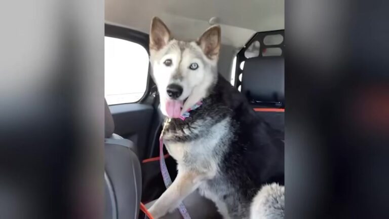New York Woman Spots A Terrified California Husky Online Who Looks Just Like Her Late Dog, But There’s A Big Problem