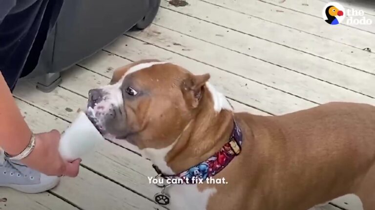 Illinois Foster Dog Has Zero Manners And A Quirky Habit, But His Brutally Honest Adoption Post Proves He Is Worth It