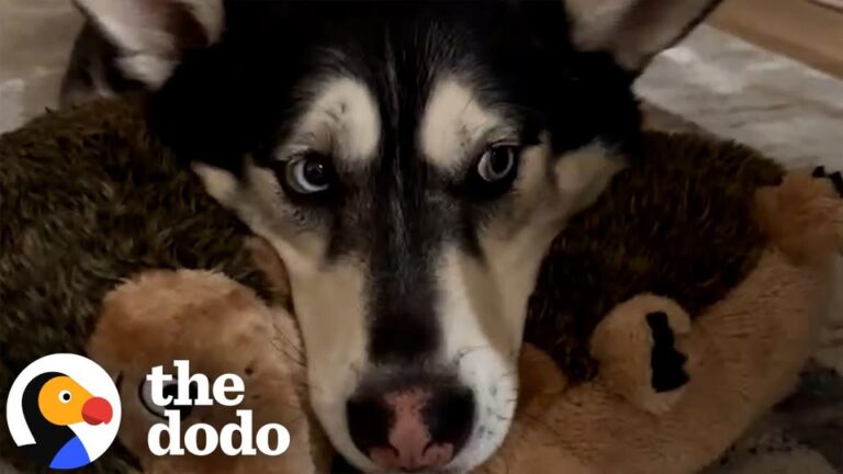 Massachusetts Family Notices Their Rescue Husky Staring At Them Every Night, Then Learns What He Really Wants