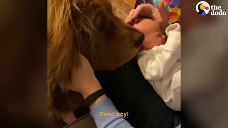 California Family Rescued A Dog From China, And His Reaction To Their New Baby Is Pure Magic