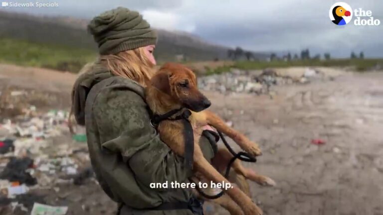 Heartbroken Dog Searches A California Dump For Food While Her Broken Hip Makes Every Step Harder