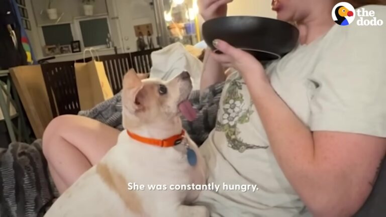 Texas Foster Family Sees Their Senior Dog Struggle To Climb Stairs, Then Notices A Change In Her Personality