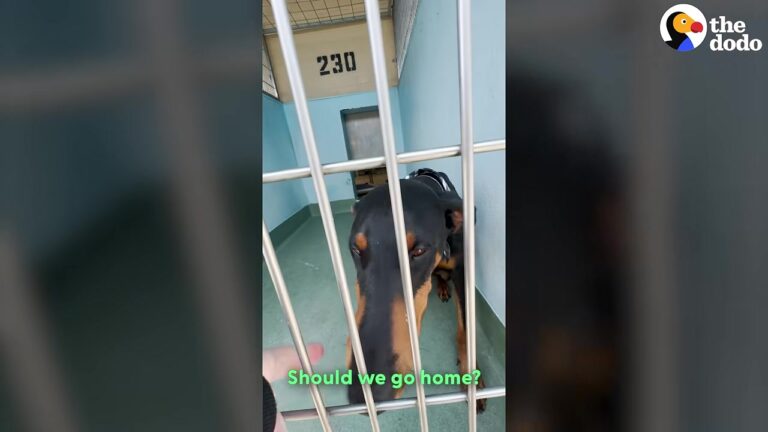 Forgotten Illinois Dog Waited Behind Kennel Bars After Nobody Came For Her, Then One Woman Noticed Something