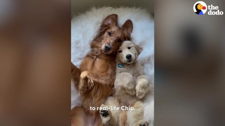 California Dog Was Sad Her Favorite Toy Couldn’t Play Back, So Her Owner Brought Home The Best Surprise