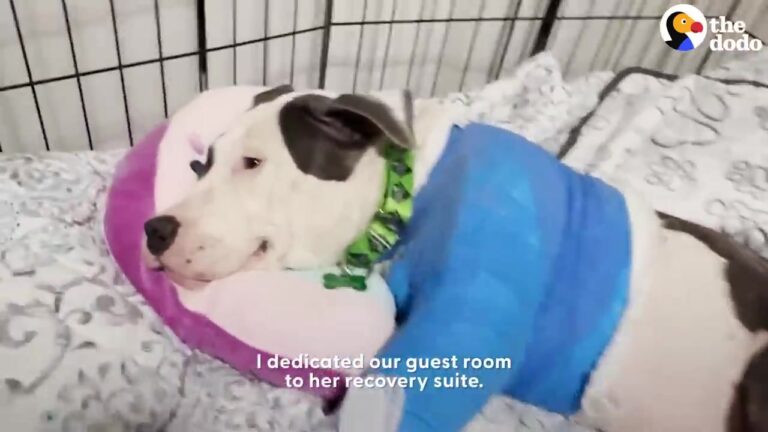 Desperate Plea For Dog Stranded On California Highway Reaches One Person Who Steps Up