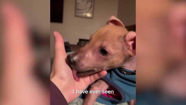 Hairless Puppy Struggles At The Pound Until Ohio Foster Mom Takes Her Home And Uncovers A Family Secret