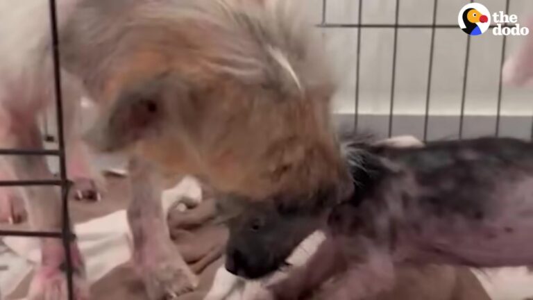 Texas Rescuer Saves A Freezing Puppy Just In Time, Then Returns To The Scene For A Stunning Reunion
