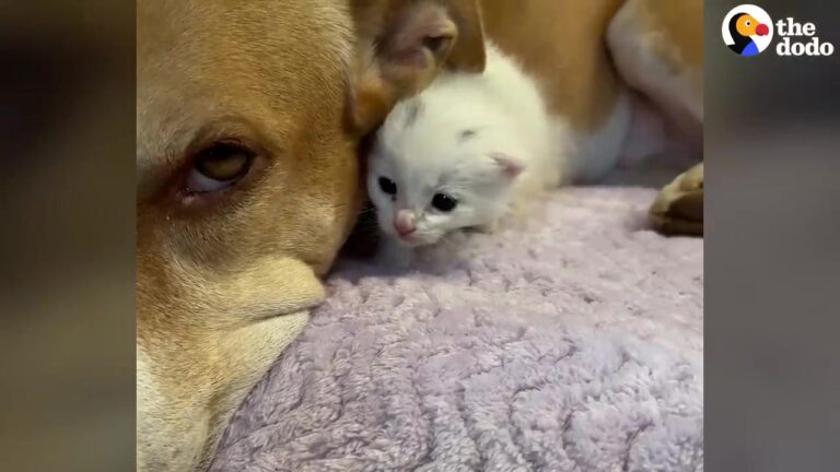 Pregnant Texas Dog Faced An Uncertain Future, But Her Mothering Story Took An Unexpected Turn