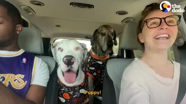 One California Great Dane Brings The Chaos While His Brother Just Wants Everyone To Calm Down
