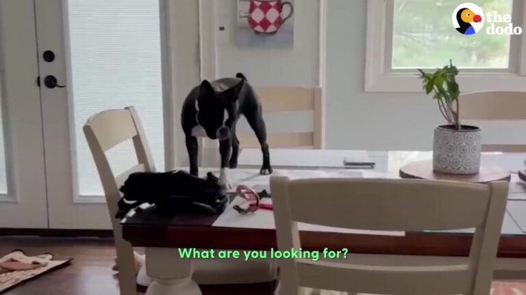 California Owner Watches Her Dog Struggle Without Her Favorite Toy, Then Finds A Way To Bring Woody Back