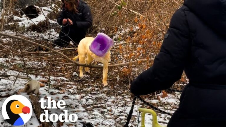 Illinois Dog Wanders For Four Days With A Bucket Stuck On His Head, And Rescuers Race To Catch Him