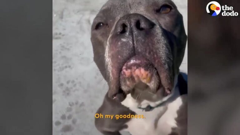 Texas Dog Begged Kids For Help At A Park Before An X-Ray Revealed The Startling Reason She Was Starving