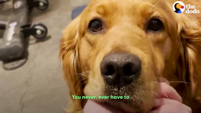 Abandoned Texas Dog Lucy Takes Her First Walk Outside, Discovering Simple Things for the First Time