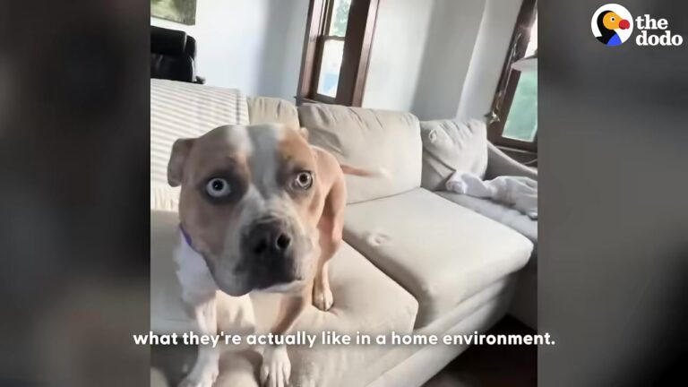 Three Families Returned This California Pittie Before A Few Quiet Days Revealed Something Else
