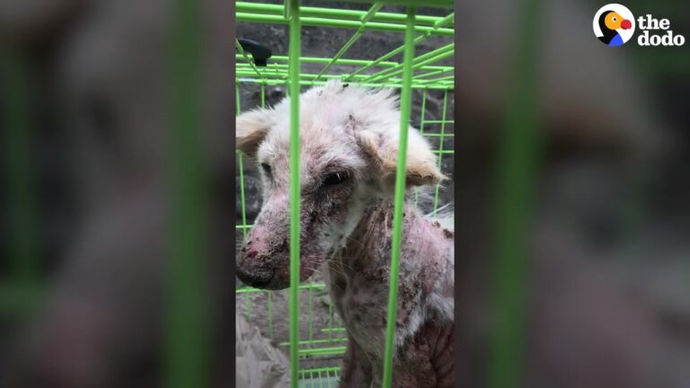 Hopeful California Stray Dog With Painful Skin Keeps Wagging Her Tail, Leaving One Rescuer Wondering About Her Past