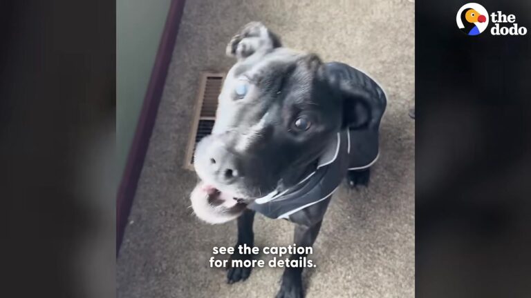 Michigan Dog Was Recovering From The Cold When Vets Found Something No One Was Prepared For