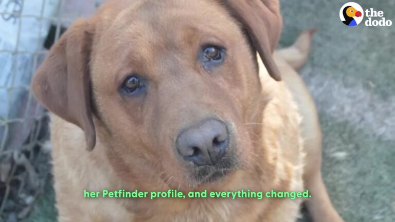 Pennsylvania Dog Spent Years Having Puppies, Then Sat Overweight In A Shelter After Her Breeder Gave Her Up